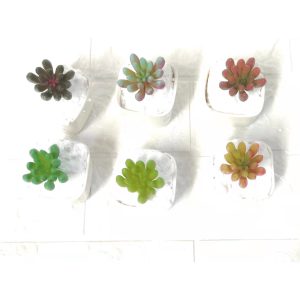 Mini Suculenta avulsa FR-226