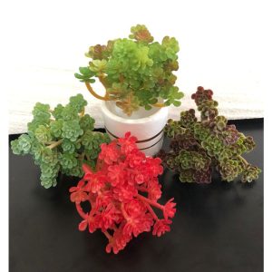 Suculenta artificial decorativa - 14cm -FR-257
