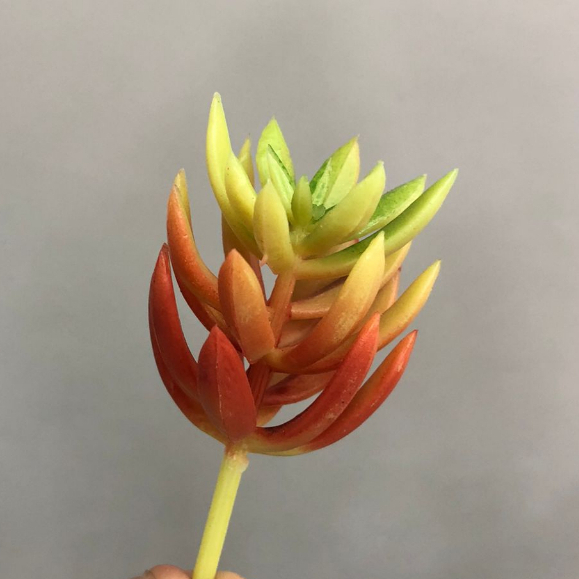 Mini suculenta artificial FR-247 (9 CM)