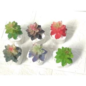 Mini suculentas unidade FR-235